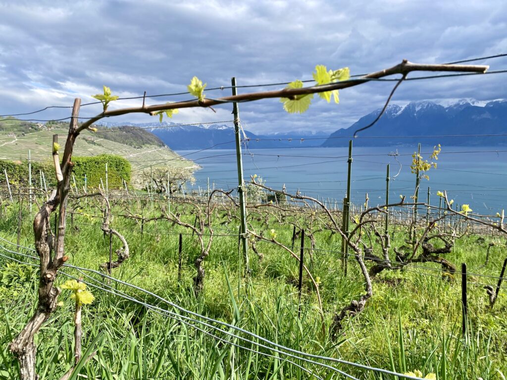 IMG 1127 Scaled 1024x768