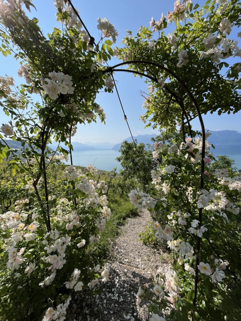 IMG 8569 Scaled 768x1024