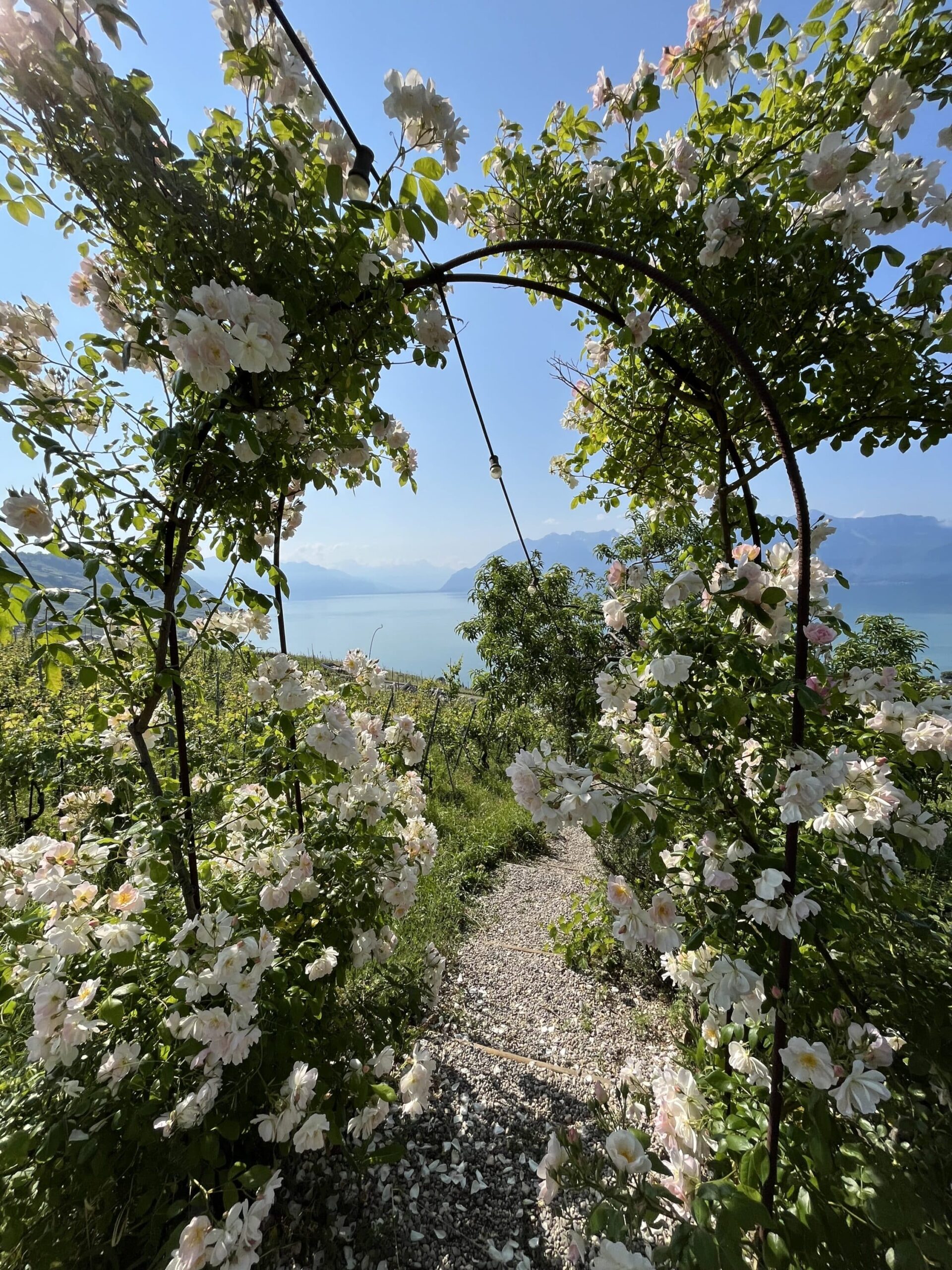 IMG 8569 Scaled Scaled